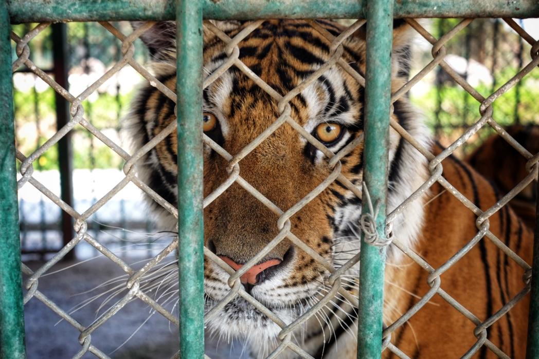 China's Ban on Wildlife Trade a Big Step, but Has Loopholes