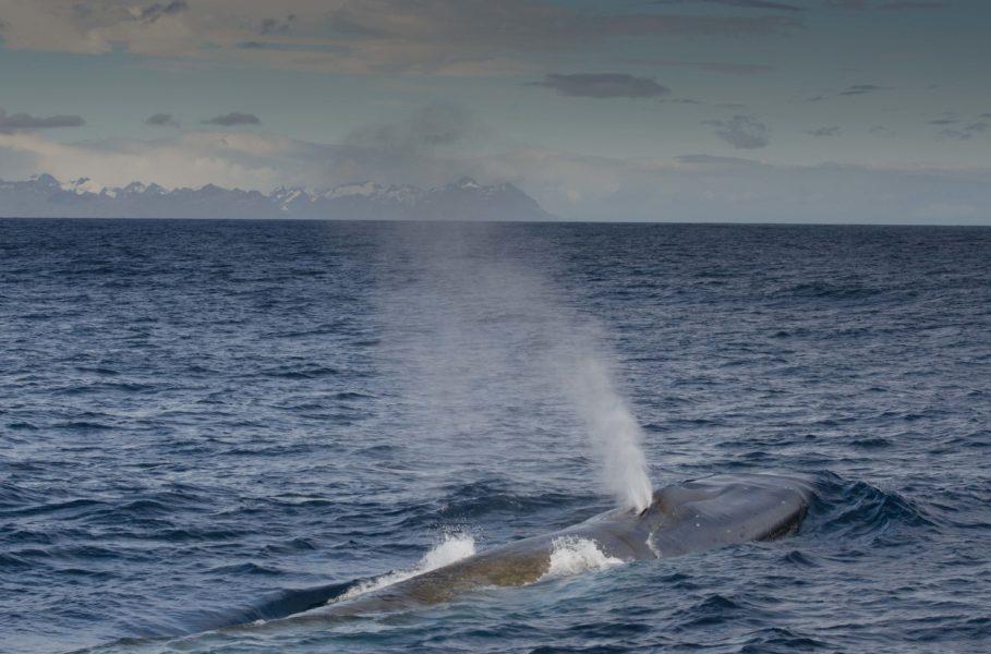 Antarctic Blue Whales Recovering WWF
