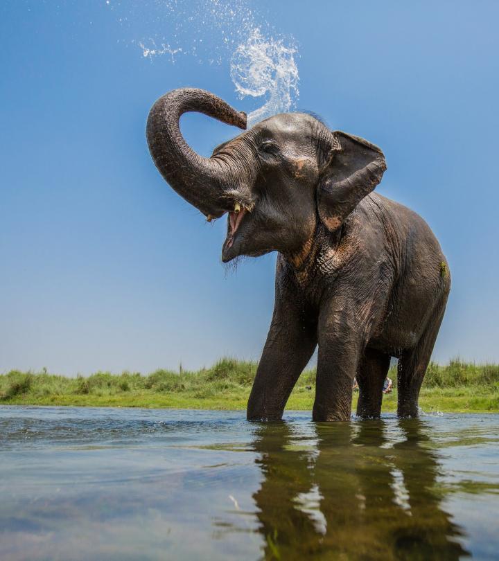Asian elephant washing itself in a stream