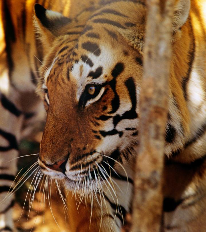 Indian tiger