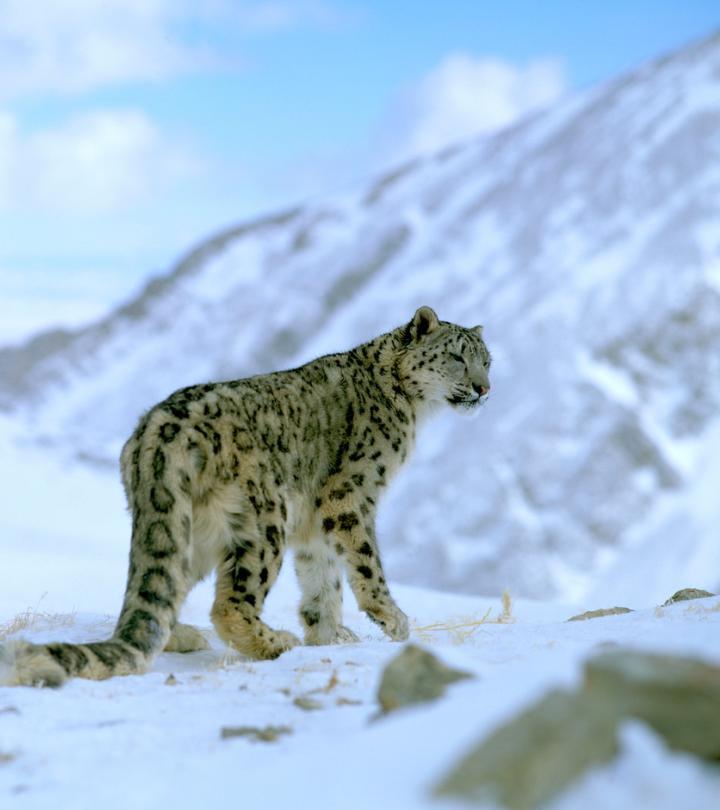 Snow leopard (Panthera uncia)