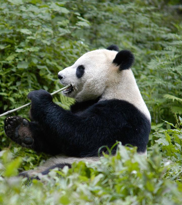 Giant panda eating a bamboo shoot