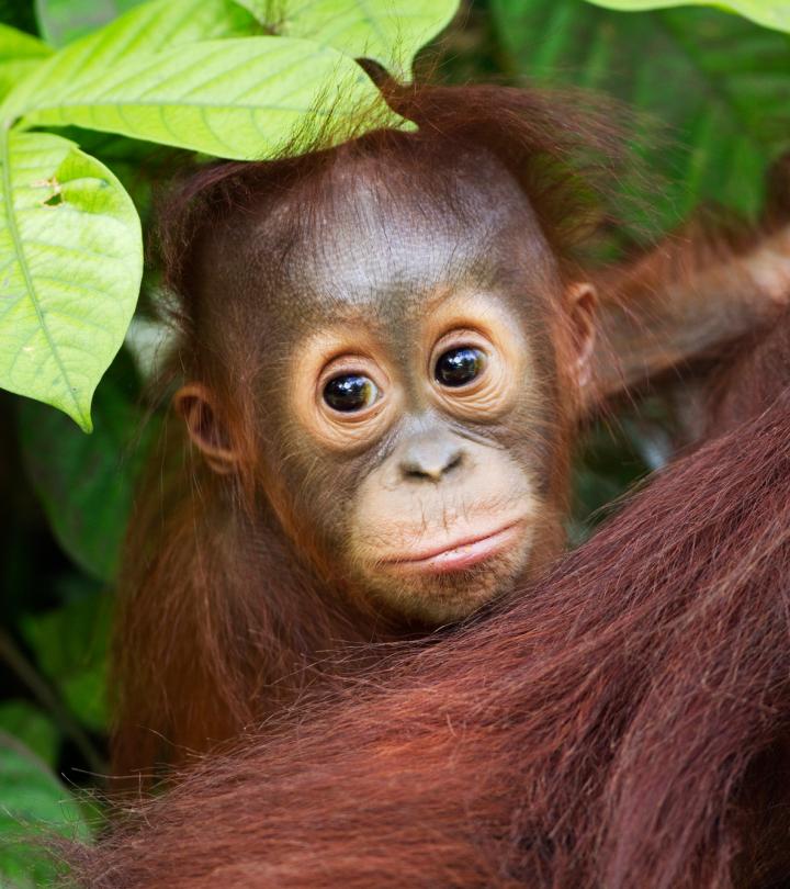 Bornean Orang-utan male baby 'Thor' 