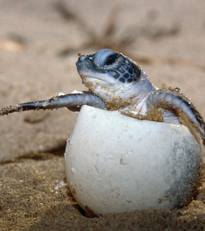 Green turtle hatchling breaking out of its egg