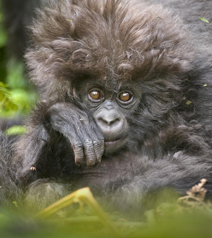 Mountain Gorilla Mother and baby 