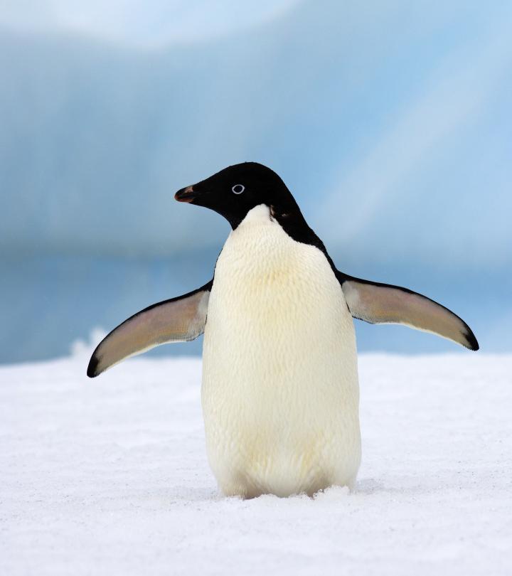 Adelie penguin facing left