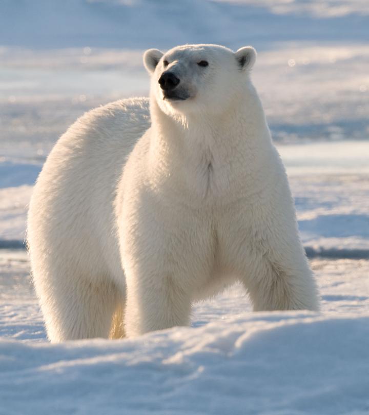 Polar bear