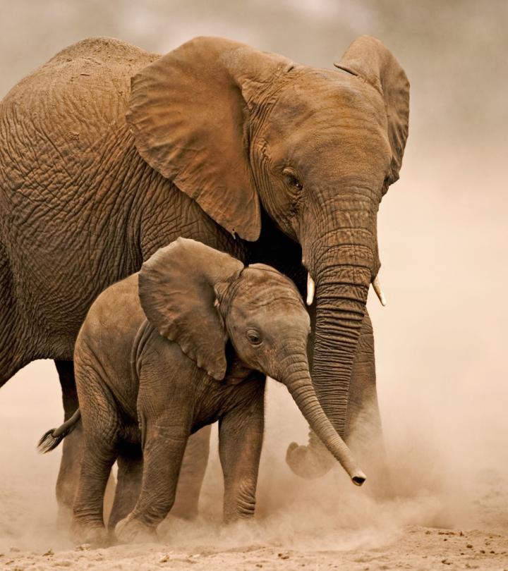 African elephant with calf