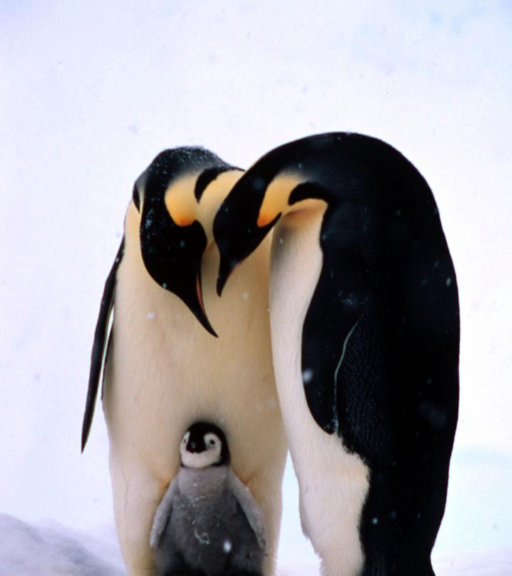 Emperor penguins and chick