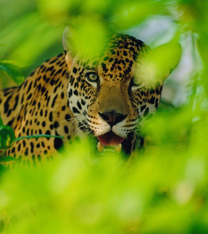 Jaguar