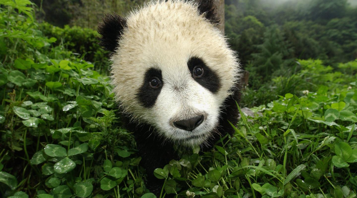 Top panda. Большая Панда (Ailuropoda melanoleuca).. Панда WWF. Золотая Панда WWF. Ailuropoda melanoleuca qinlingensis.