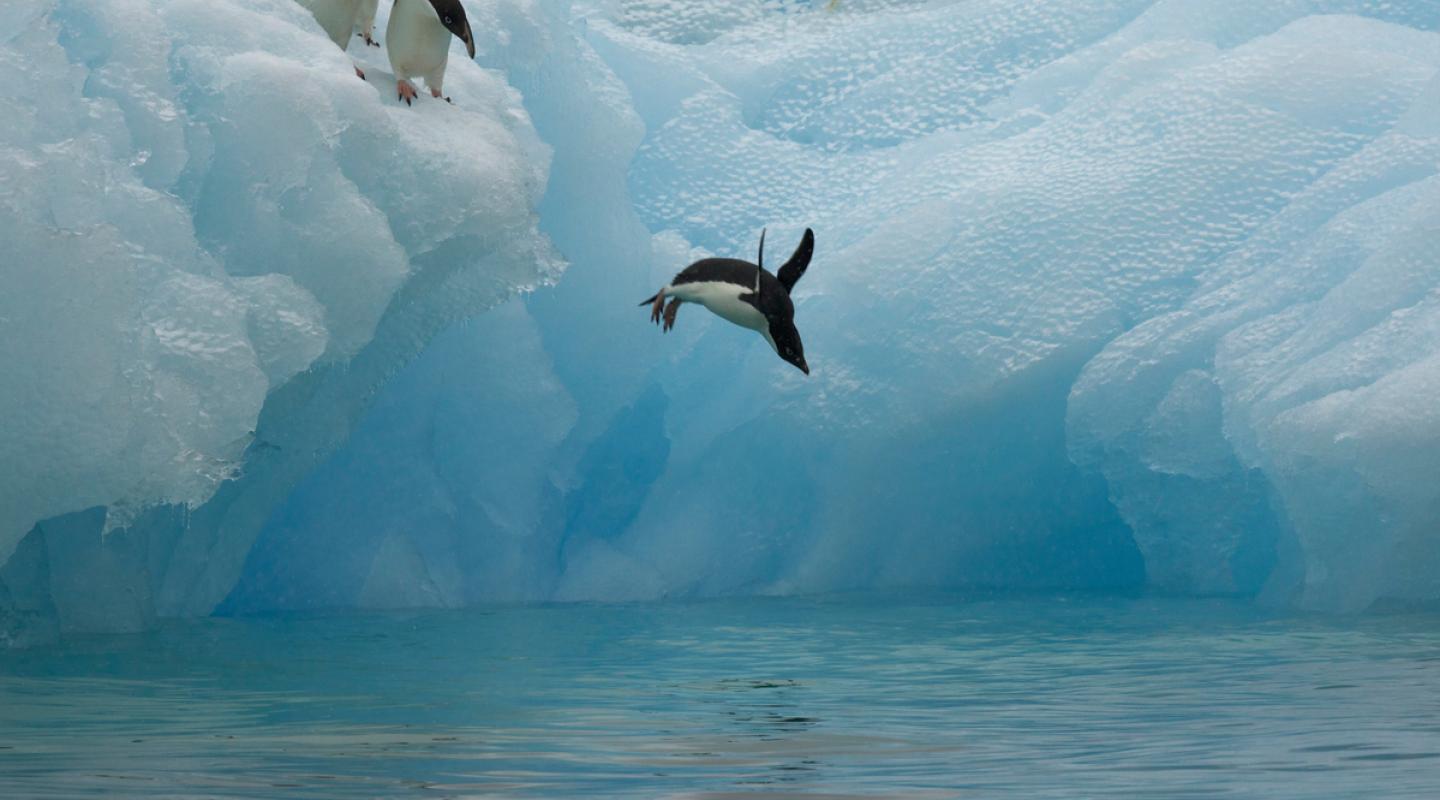 Top 10 facts about Adélie penguins | WWF
