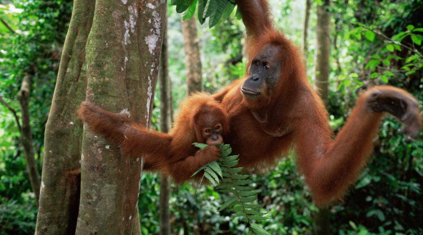 10 Of The World s Most Endangered Animals WWF 10 Of The World s Most Endangered Animals WWF
