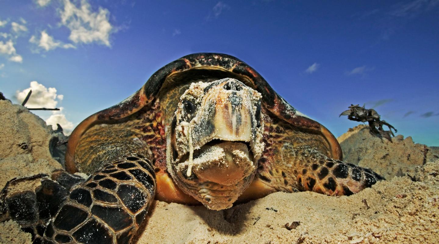 10 of the world's most endangered animals WWF