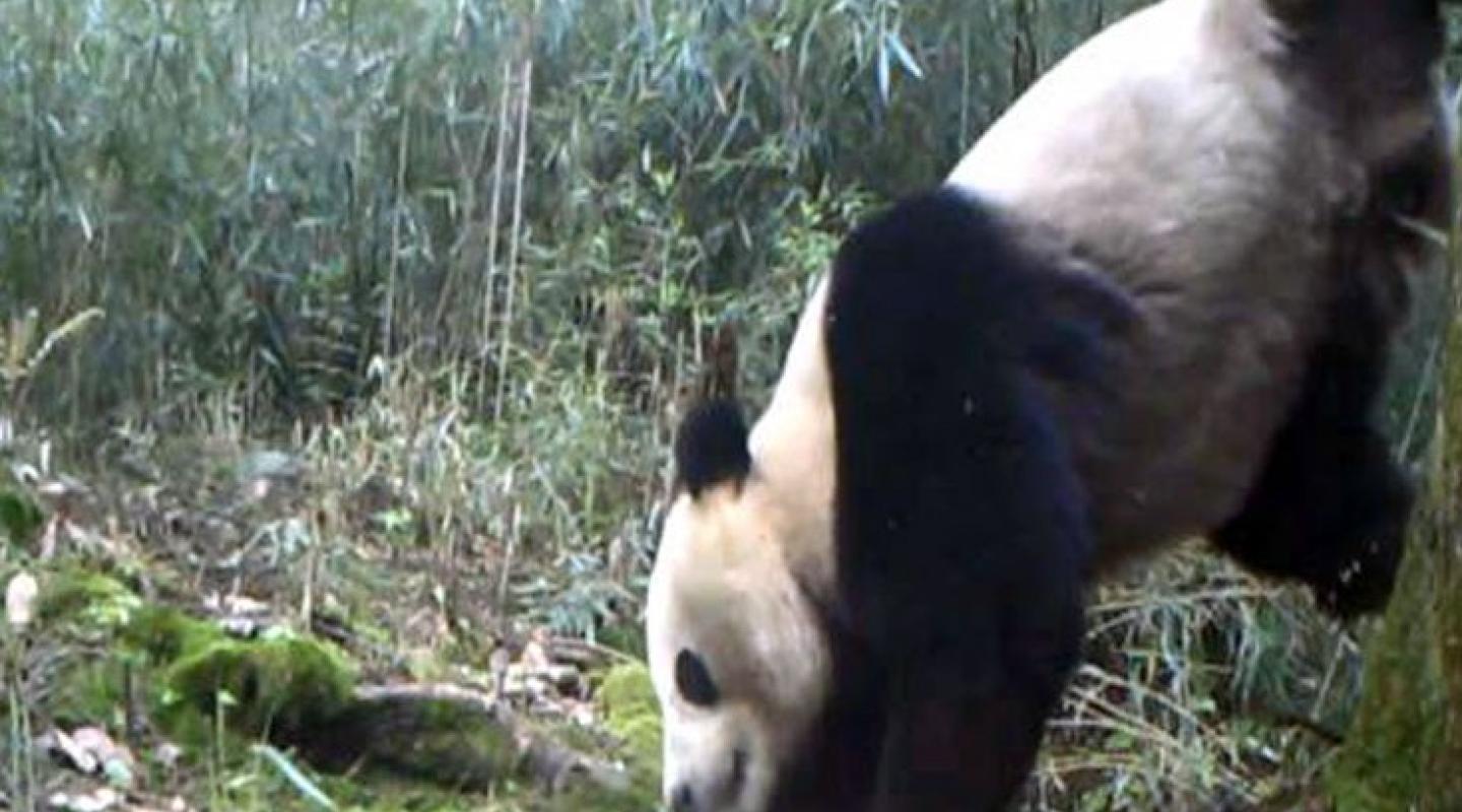 Pandas top. Pandas top