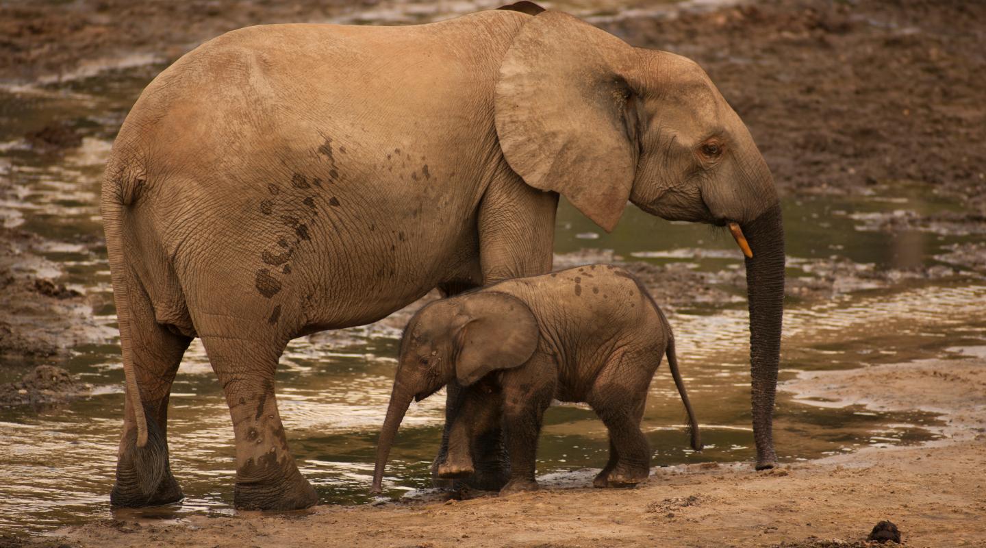 10 Of The World s Most Endangered Animals WWF 10 Of The World s Most Endangered Animals WWF