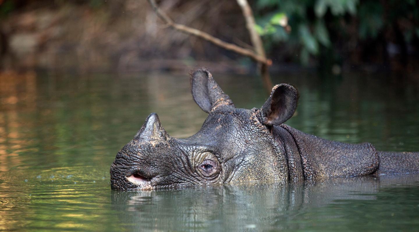 10 of the world's most endangered animals WWF
