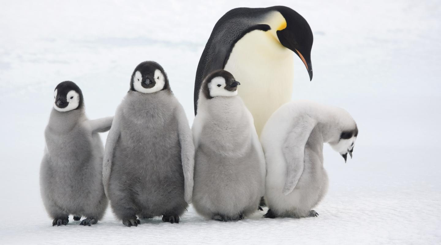 Top 10 facts about Emperor penguins | WWF