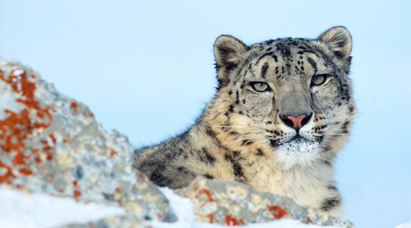 Top 10 facts about Snow Leopards | WWF