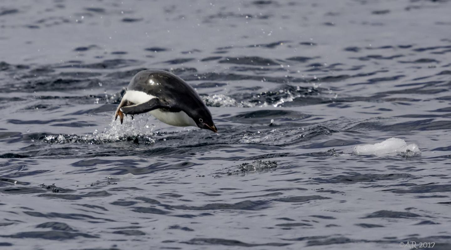 Top 10 facts about Adélie penguins | WWF