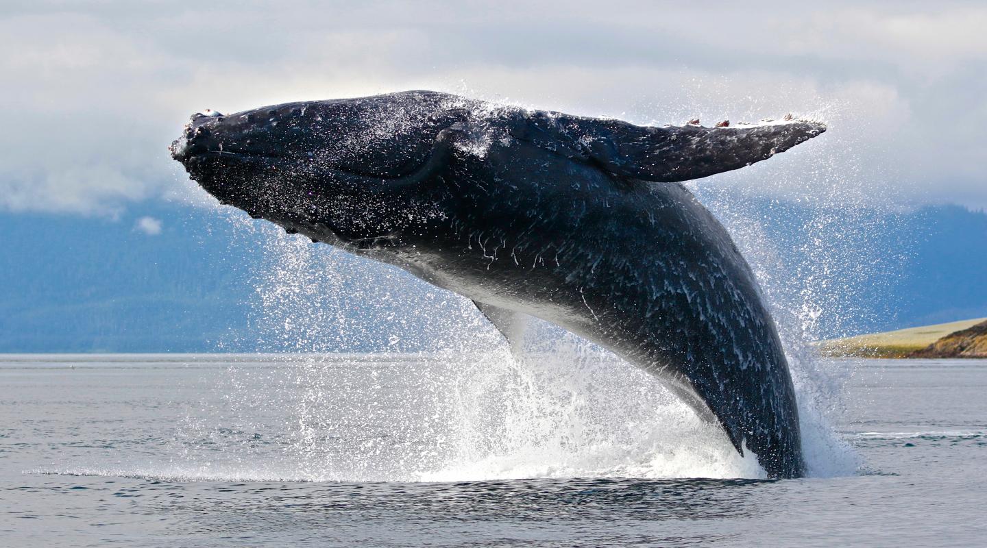 Humpback Whale breaching in Juneau, Alaska, United States
