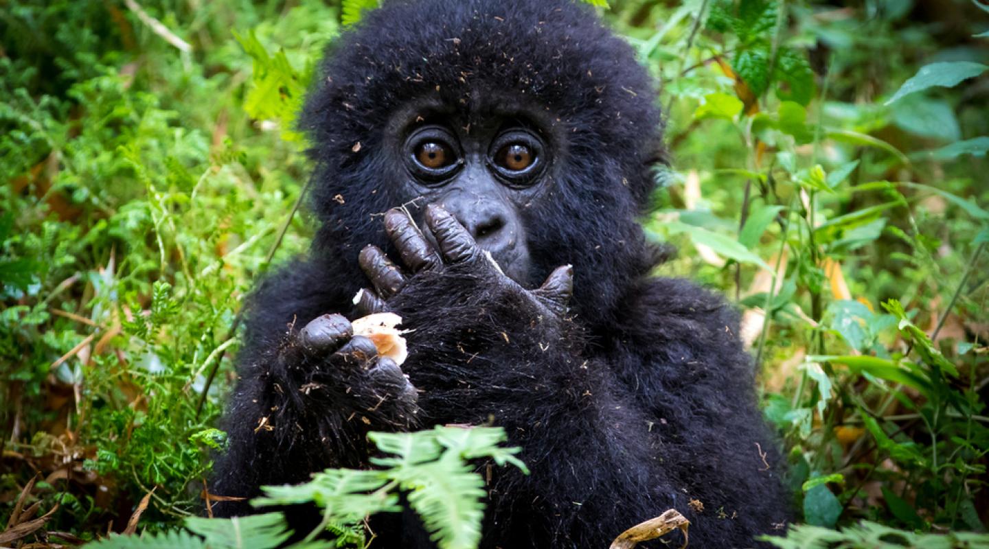 Top 10 facts about mountain gorillas WWF