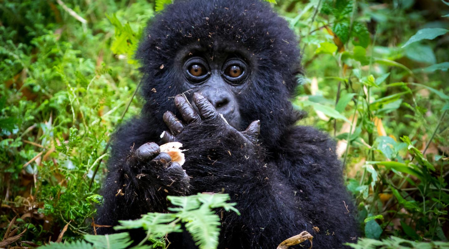 Top 10 Facts About Mountain Gorillas Wwf