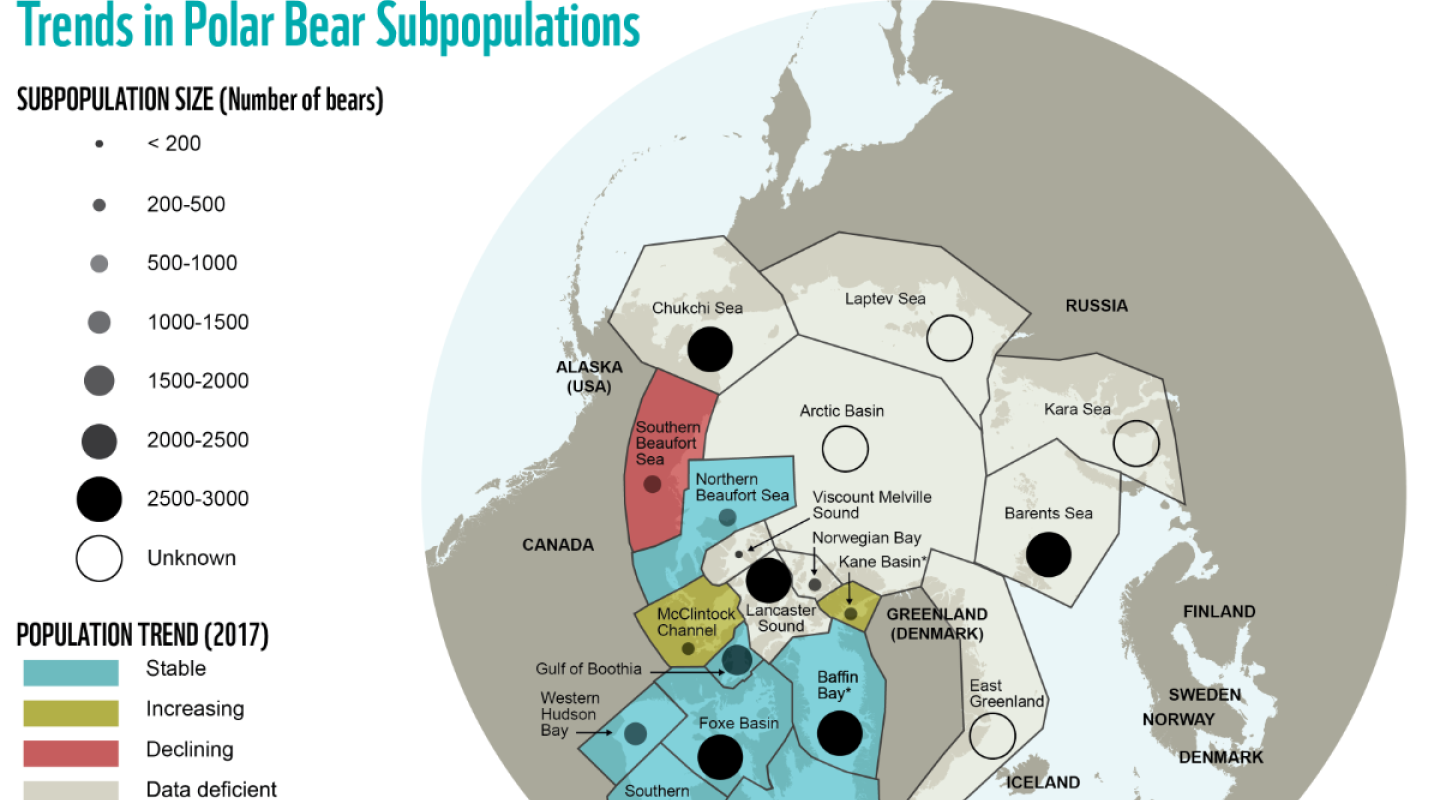 11 facts you didn’t know about polar bears WWF