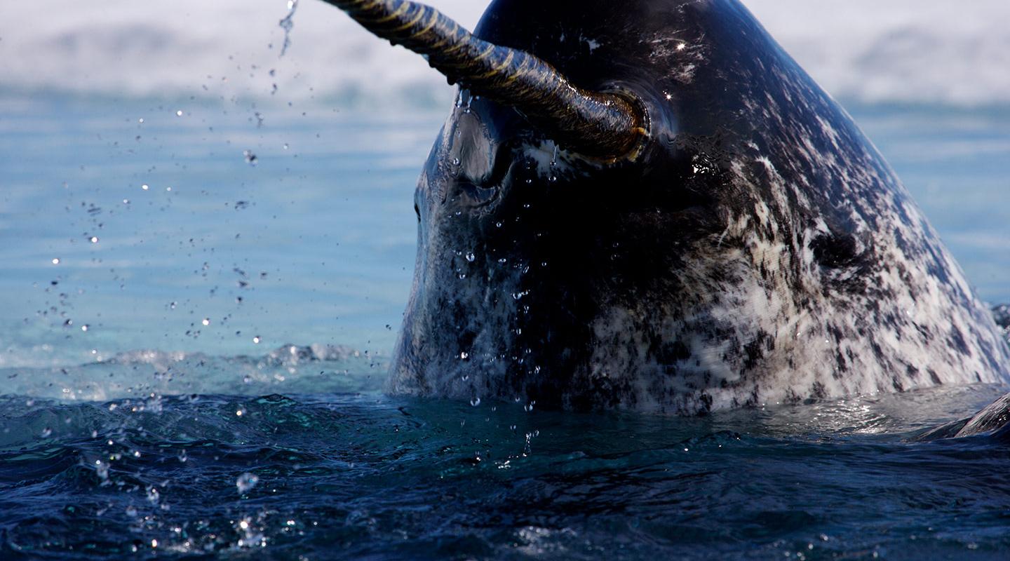 11 Arctic species affected by climate change WWF