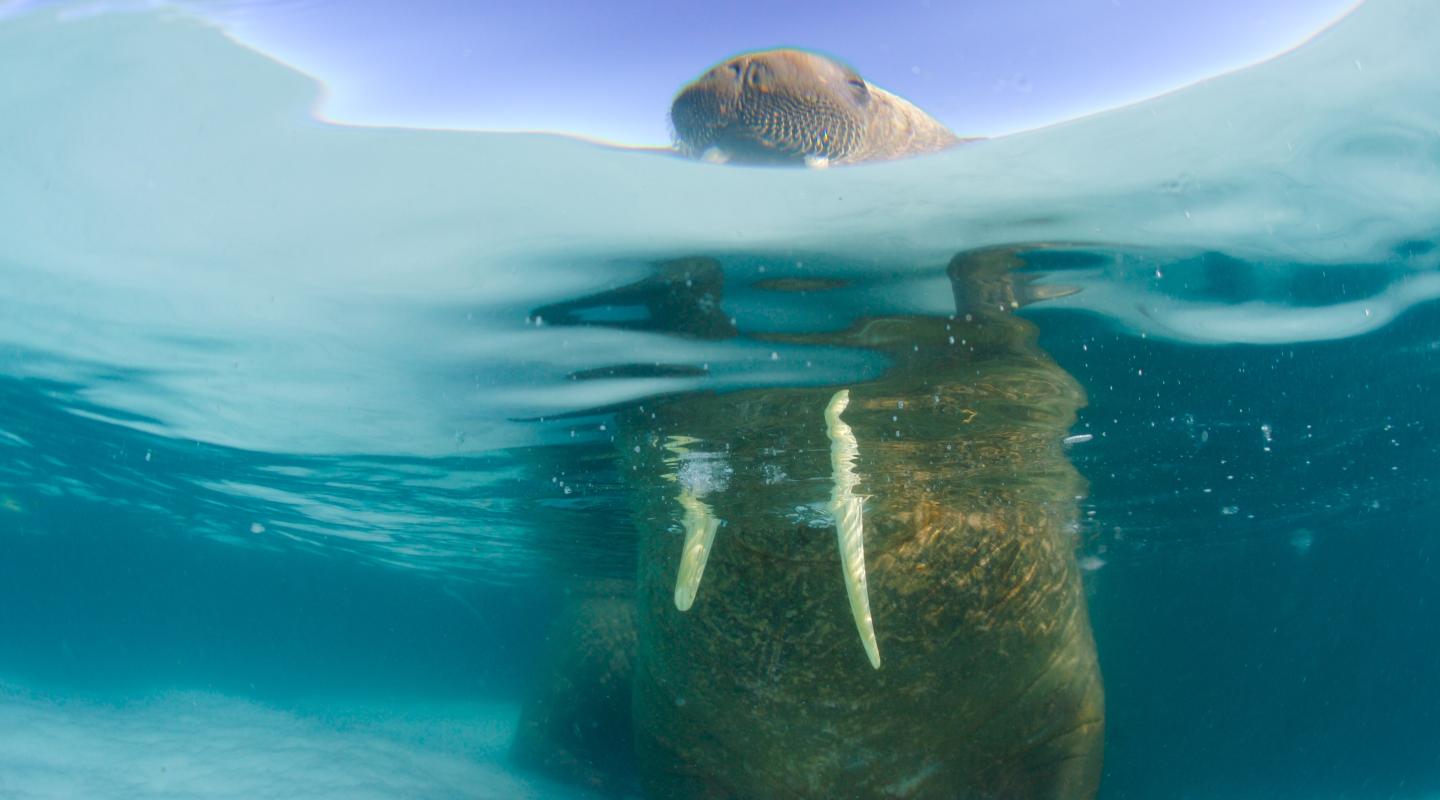 Here are our top 10 facts about Walrus WWF