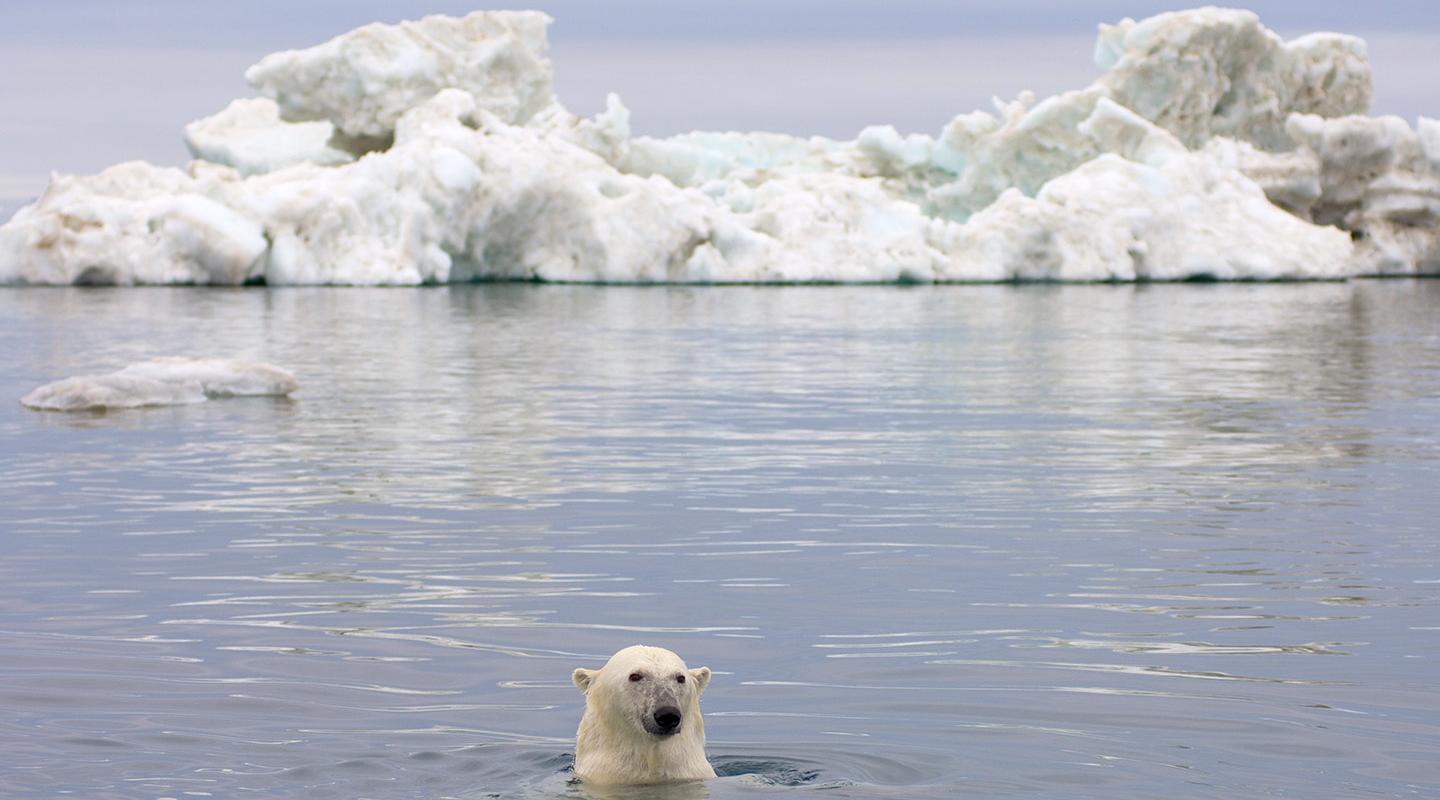 11 Arctic species affected by climate change WWF