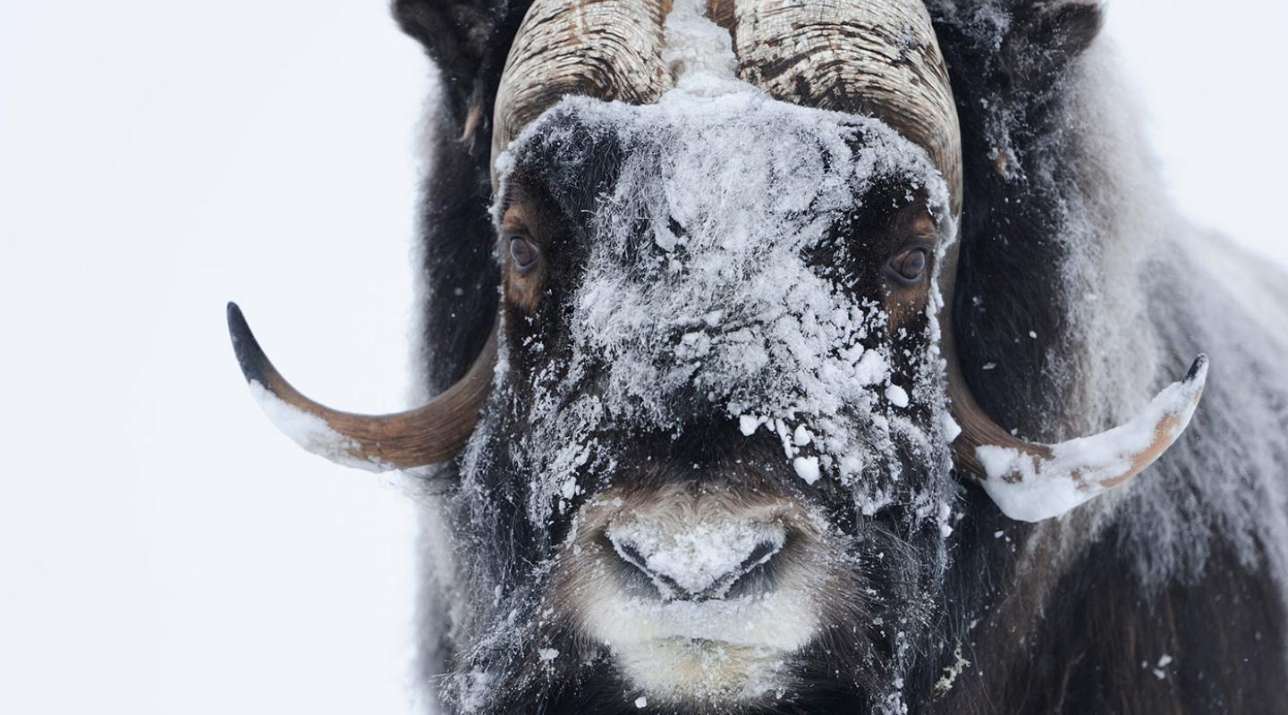 11 Arctic species affected by climate change WWF