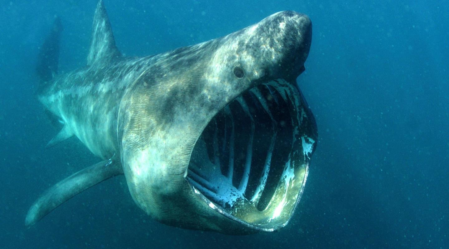 Giant sharks swim terrifyingly close to photographer in incredible pics taken in