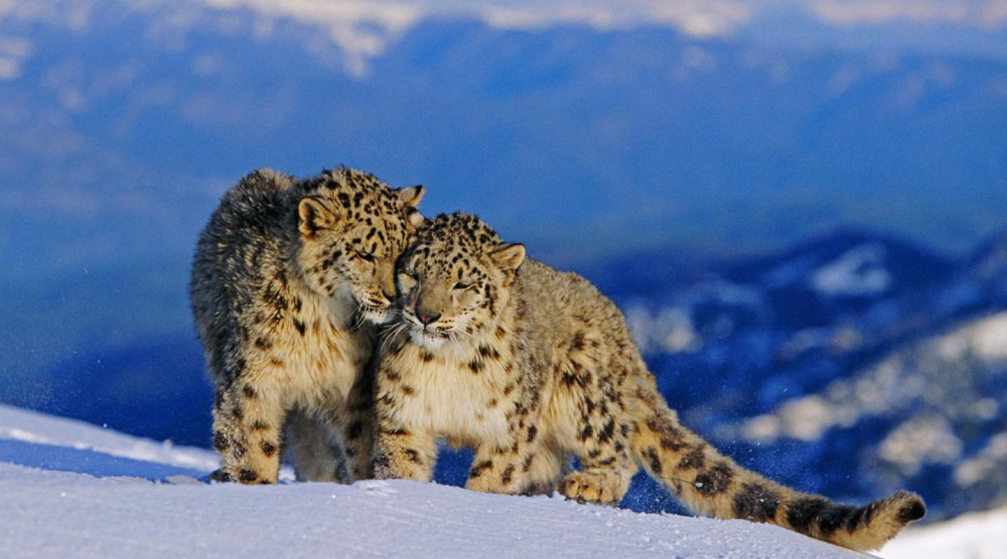 Top 10 facts about Snow Leopards | WWF