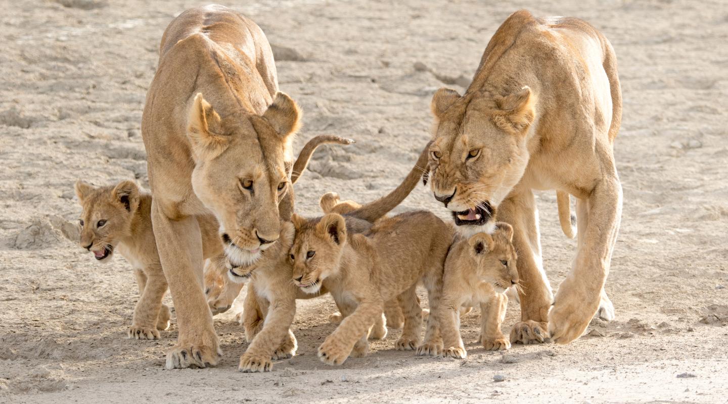 Top 10 facts about Lions WWF