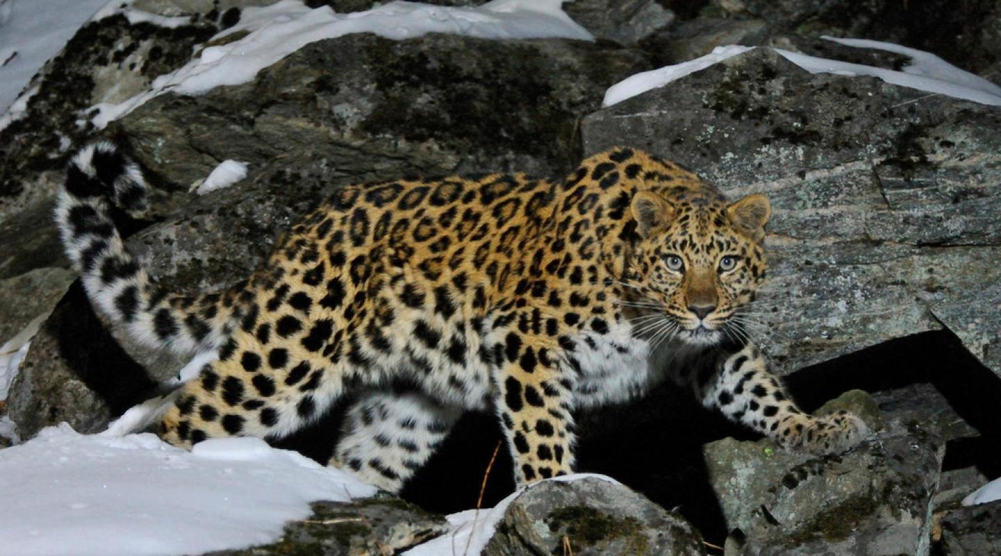Top 10 facts about Amur Leopards WWF