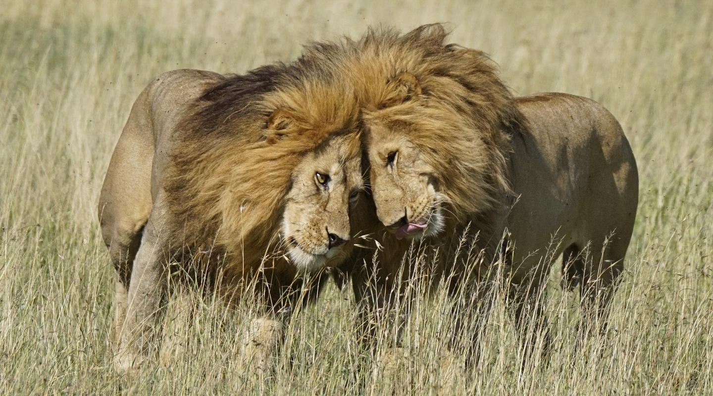 Top 10 facts about Lions WWF Top 10 facts about Lions WWF