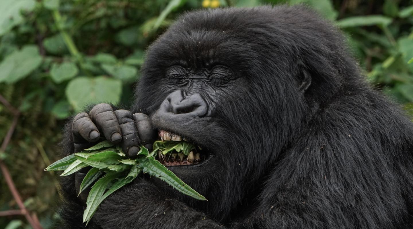 Top 10 facts about mountain gorillas | WWF