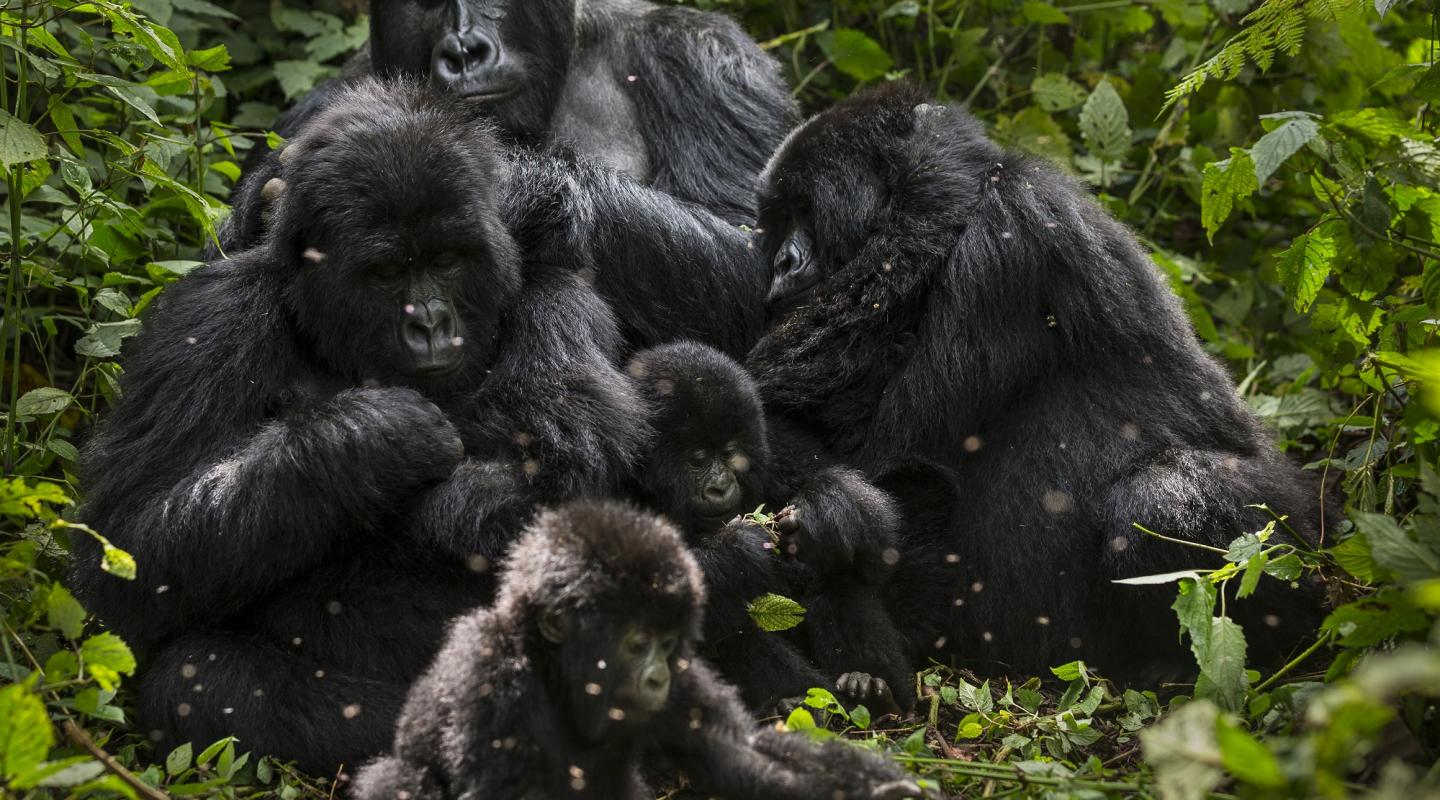 Top 10 facts about mountain gorillas WWF