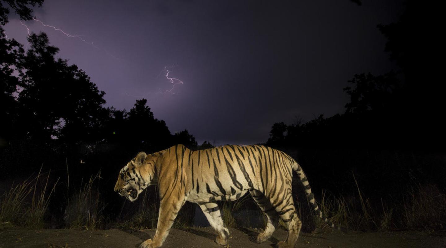 Top 10 facts about Tigers | WWF