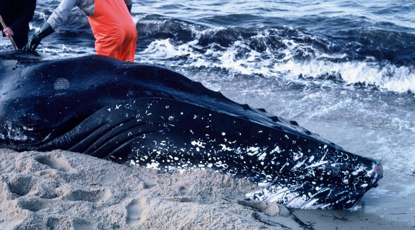 Humpback whale, Megaptera novaeangliae, male with tail trapped in net, and unable to swim.