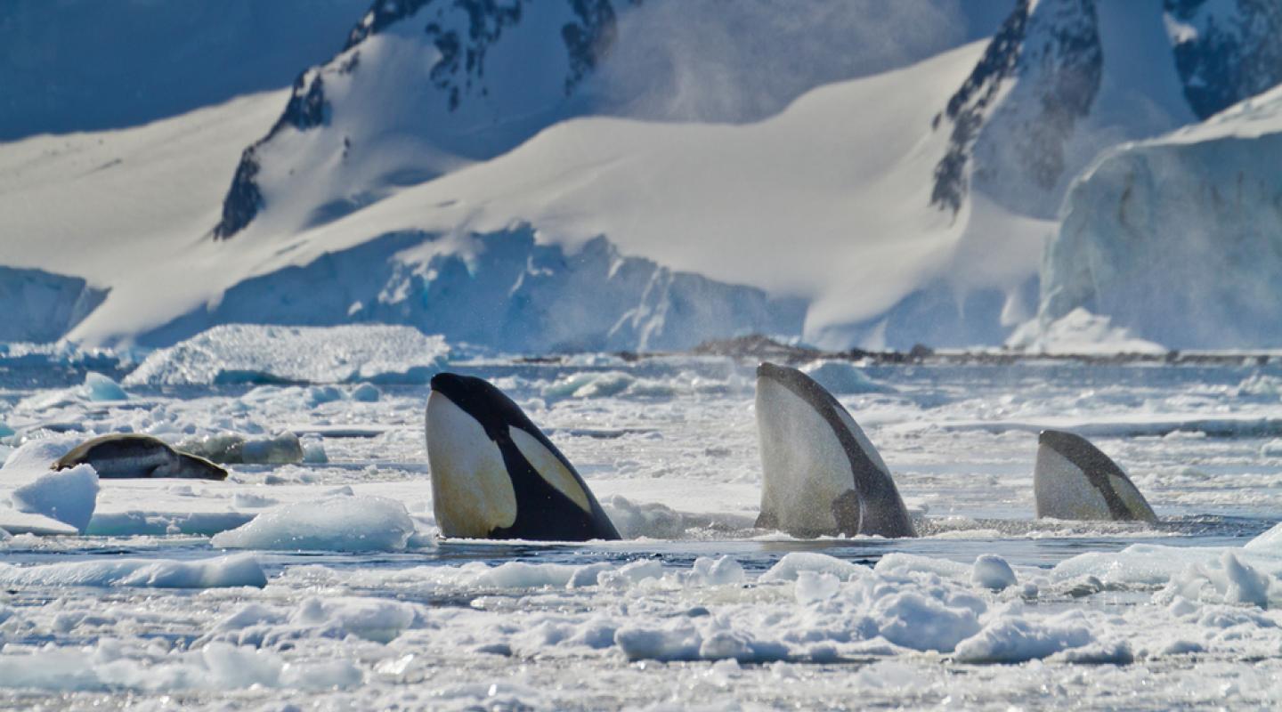 Three killer whales (Orcinus orca) 