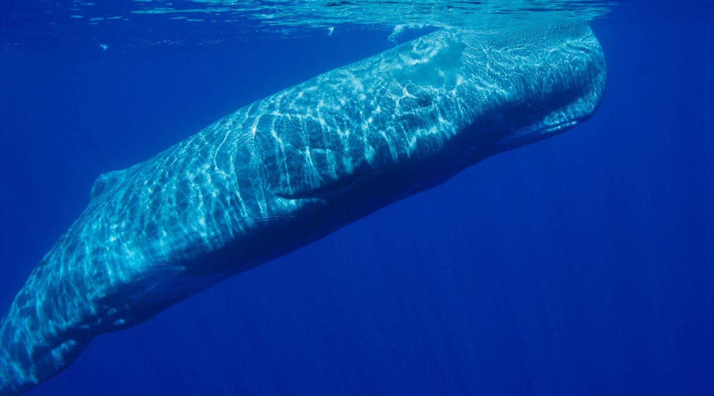 Sperm whale (Physeter catodon) off the coast of the Azores.