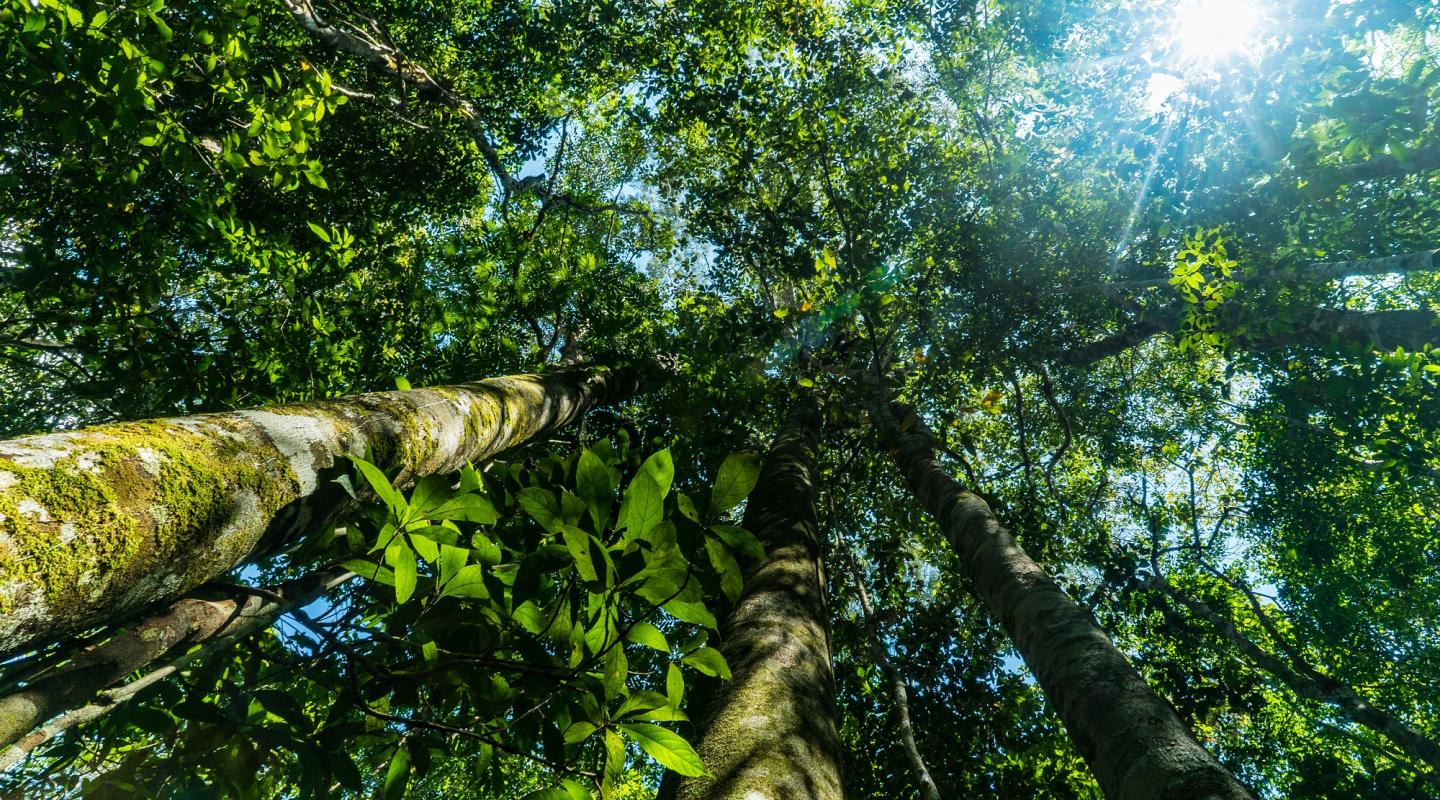 Amazon forest