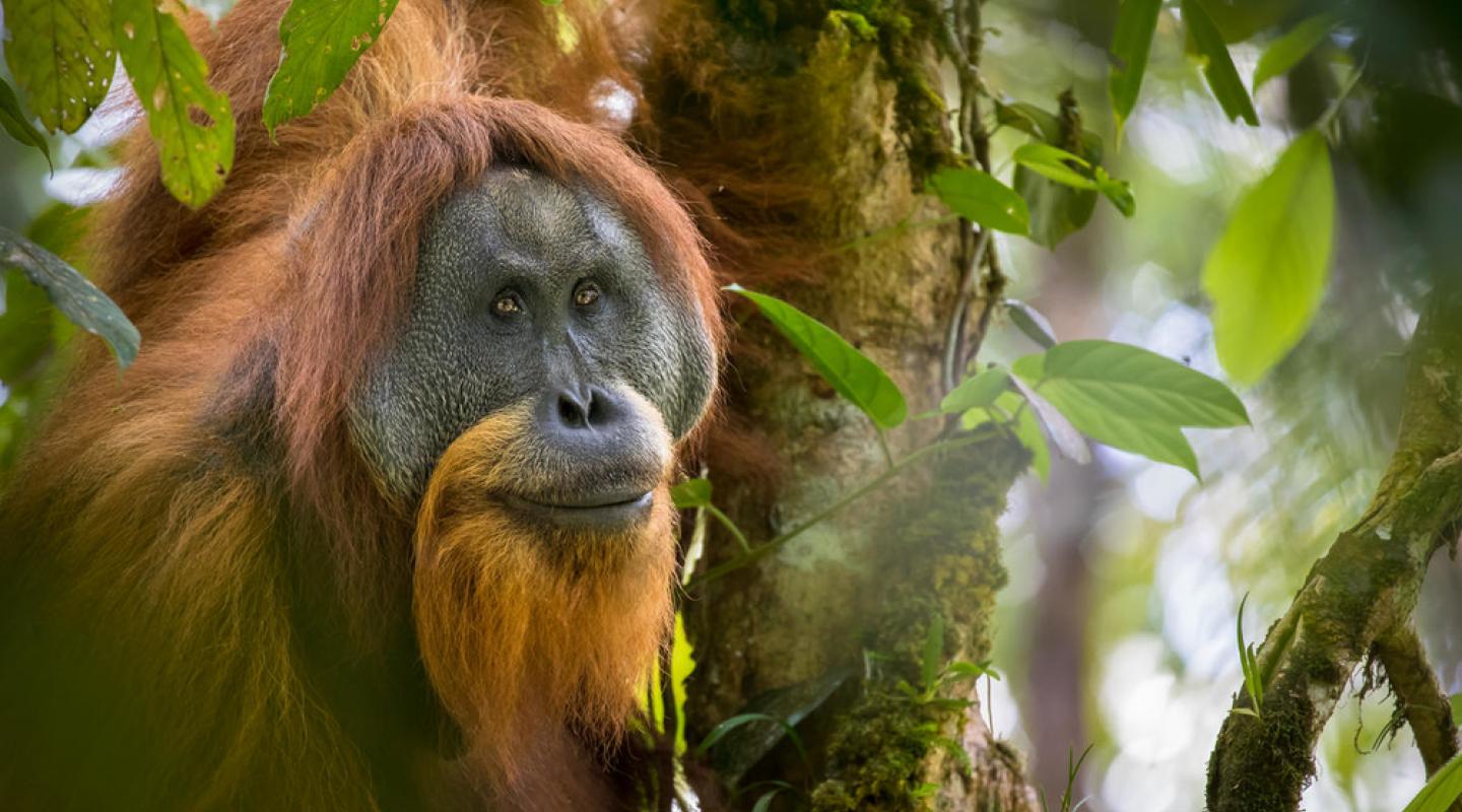 10 Of The World s Most Endangered Animals WWF 10 Of The World s Most Endangered Animals WWF