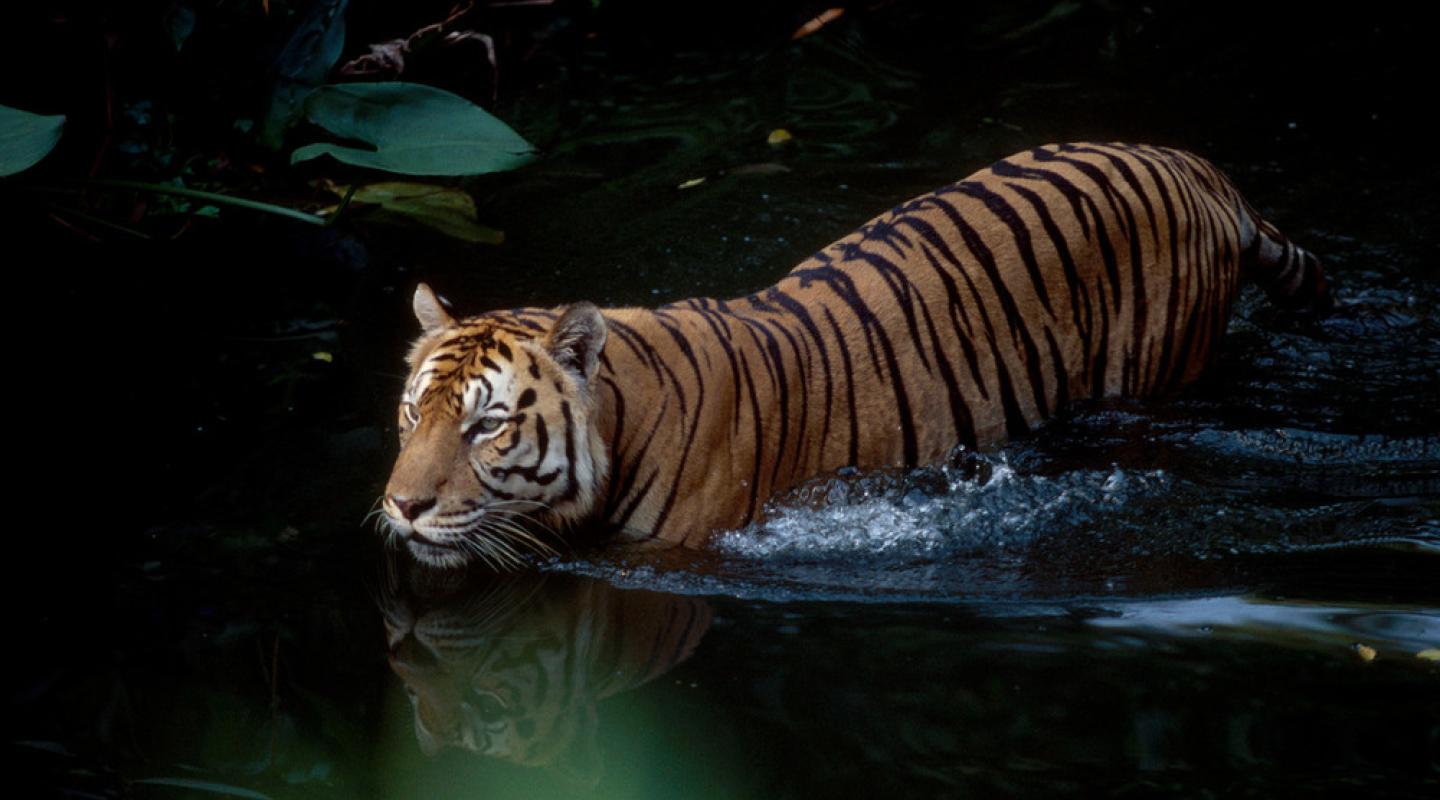 10 Of The World s Most Endangered Animals WWF 10 Of The World s Most Endangered Animals WWF