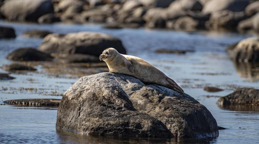 World Wildlife Day: 3rd March | WWF