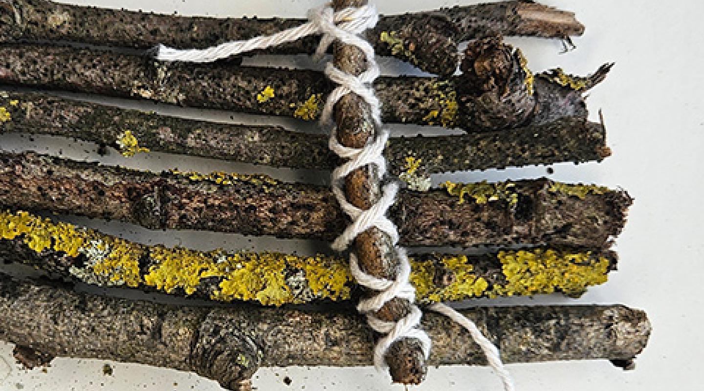 Build a twig raft | WWF