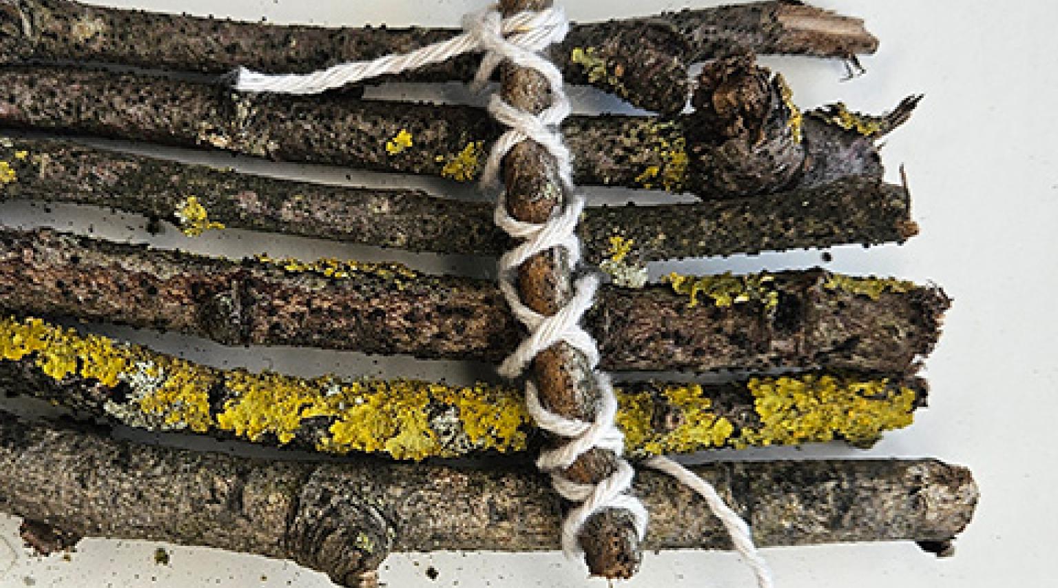 Build a twig raft | WWF