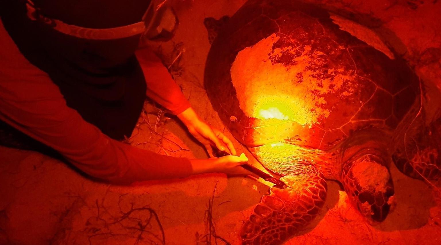 Green Turtle Nesting Season Success | WWF